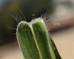  Ligule and hairy margin of  leaf sheath